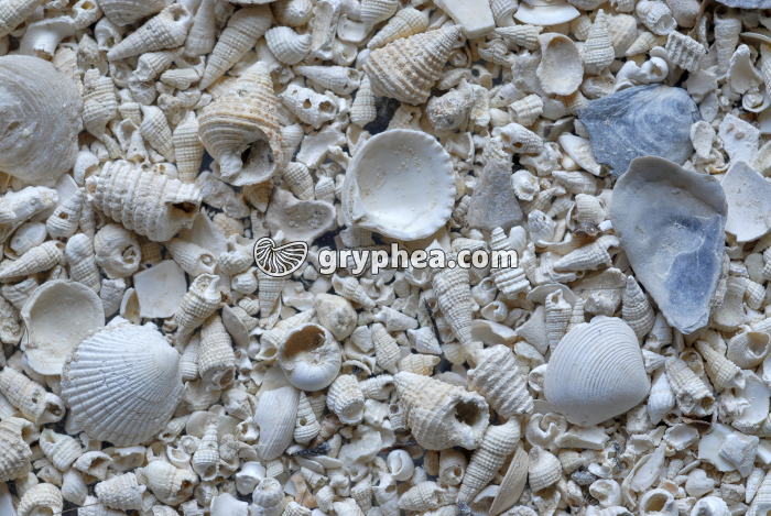 Falun à Cérithes (Stampien) - gryphea.com